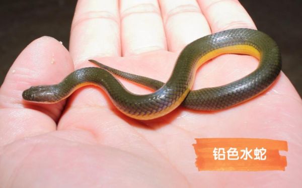 铅色水蛇适合新手吗？新手什么毒蛇
