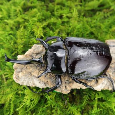 适合人饲养的甲虫？新手容易养活的甲虫