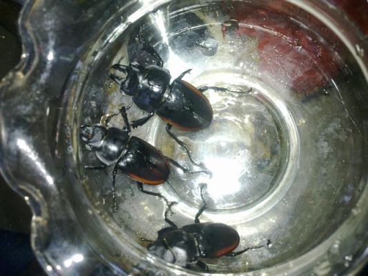 适合人饲养的甲虫？新手容易养活的甲虫