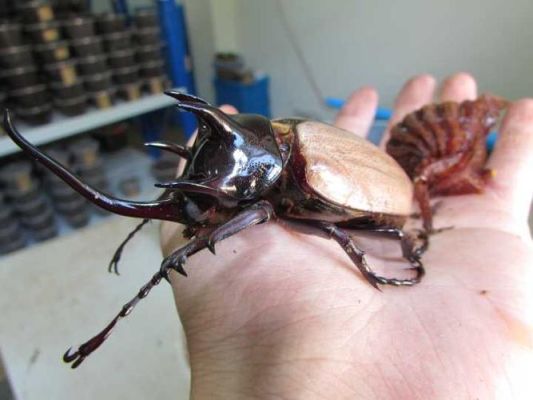 适合人饲养的甲虫？新手容易养活的甲虫