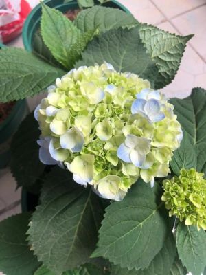 无尽夏1代4代区别？怎么看4代新手卡