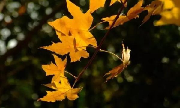 槿花带露桐叶舞秋风什么意思？舞秋风新手教学第二