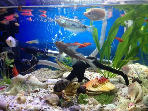 新手买鱼最好买什么鱼？新手水族箱选择