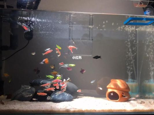 新手买鱼最好买什么鱼？新手水族箱选择