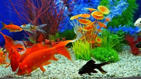 新手买鱼最好买什么鱼？新手水族箱选择