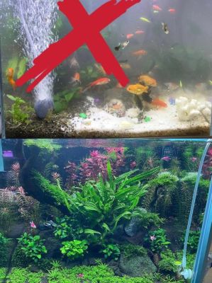 新手养鱼选什么鱼缸？新手水族箱