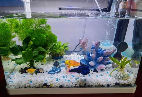新手养鱼选什么鱼缸？新手水族箱