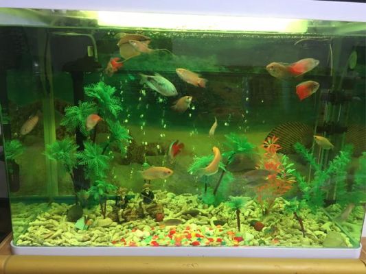 新手养鱼选什么鱼缸？新手水族箱
