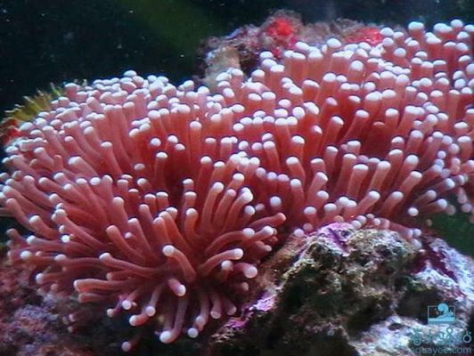 火柴珊瑚喂什么？新手 珊瑚