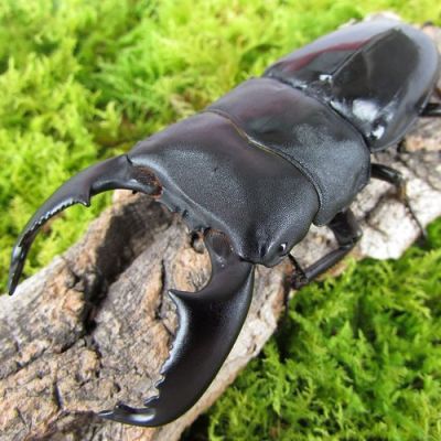 适合人饲养的甲虫？独角仙新手