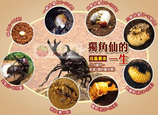 适合人饲养的甲虫？独角仙新手