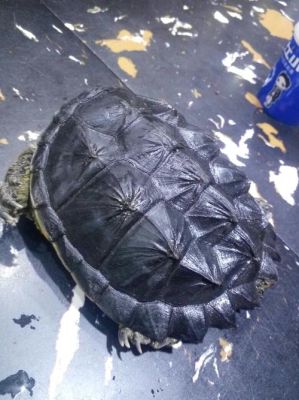 新手能不能养小鳄龟？lol新手适合什么位置