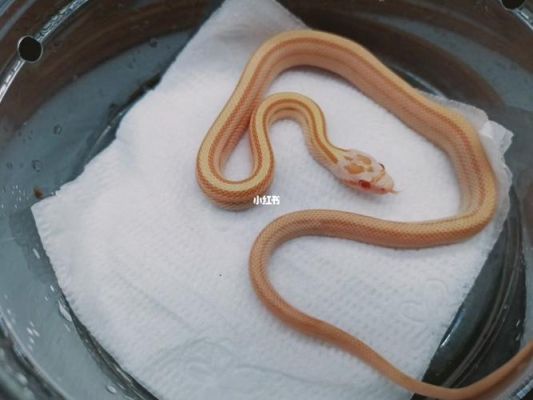 适合新手养的宠物蛇？宠物森林新手卡