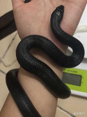 适合新手养的宠物蛇？宠物森林新手卡