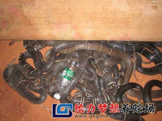 新手养蛇都需要准备什么？哪些种类的蛇适合新手饲养？新功夫世界新手卡