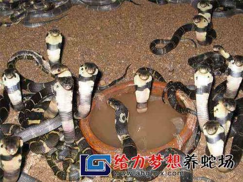 新手养蛇都需要准备什么？哪些种类的蛇适合新手饲养？新功夫世界新手卡