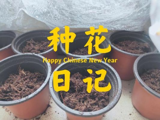新手种花种子入门建议？新手种花入门