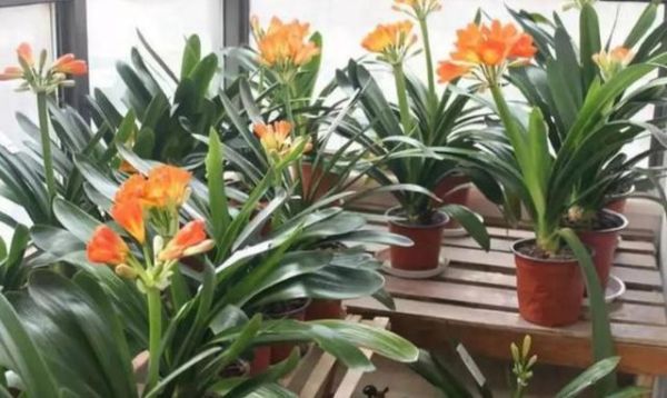 新手种花种子入门建议？新手种花入门