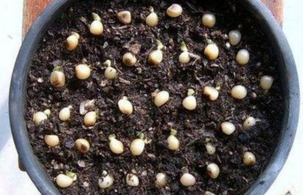 新手种花种子入门建议？新手种花入门