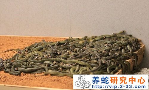 怎么克服新手养蛇的恐惧？新手养蛇