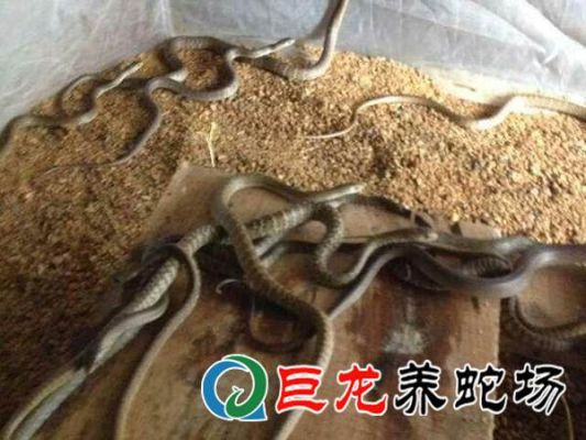 怎么克服新手养蛇的恐惧？新手养蛇