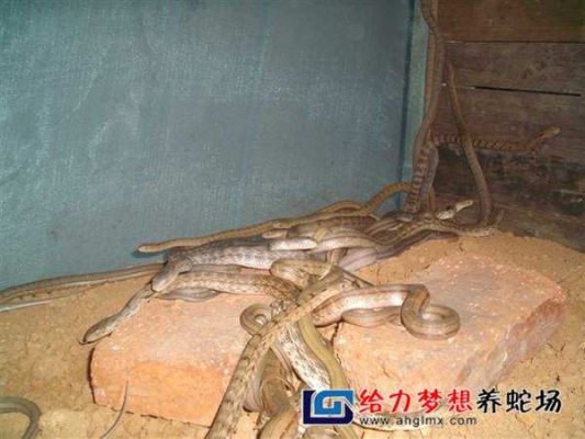 怎么克服新手养蛇的恐惧？新手养蛇