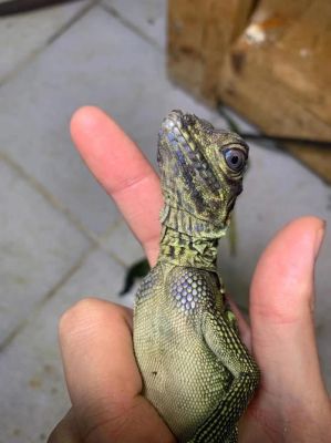 适合新手养的蜥蜴不挑温度？-蜥蜴 新手