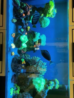 海水鱼缸新手入门设备？-海水新手2