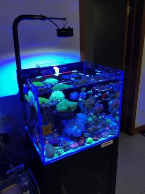 海水鱼缸新手入门设备？-海水新手2