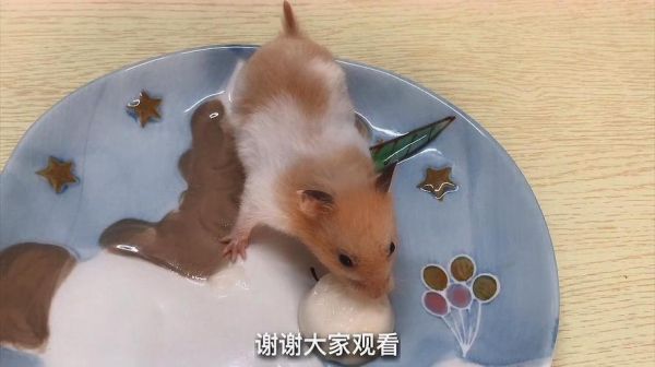 能喂刚出生小仓鼠喝牛奶吗？-贝克梦大冒险新手宠物