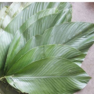 包粽子的叶子是棕榈叶子？-新手包粽子的方法