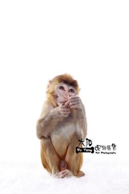 石猴的了解有哪些？-养石猴新手