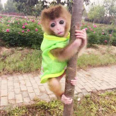 石猴的了解有哪些？-养石猴新手