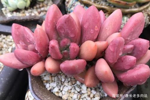 多肉桃花源的养殖方法和注意事？-桃花源记攻略新手成长