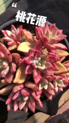多肉桃花源的养殖方法和注意事？-桃花源记攻略新手成长