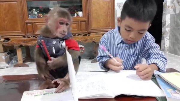 二年级寒假作业猴子等桃子第四题你想对小猴子想说什么？-英雄联盟新手礼包答题猴子