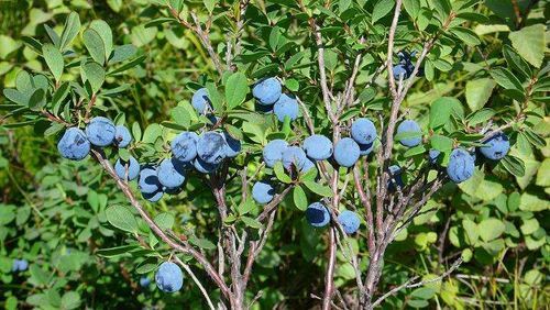 森林蓝莓怎么获得？-16世纪北半球新手箱子