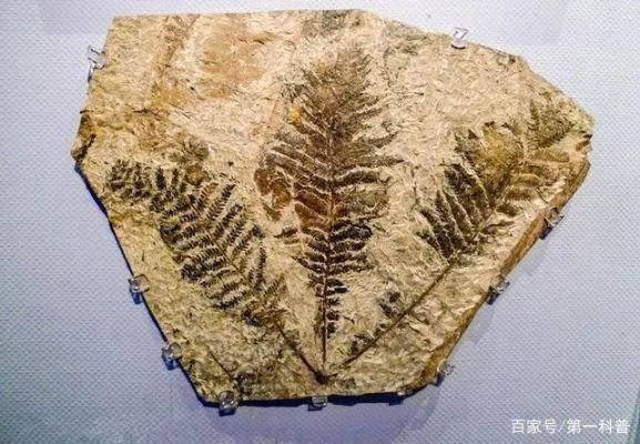 叶绿两块化石可否全拿？-叶绿新手指