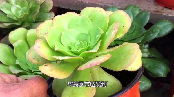 新手养多肉的方法和技巧？-新手多肉视频教程
