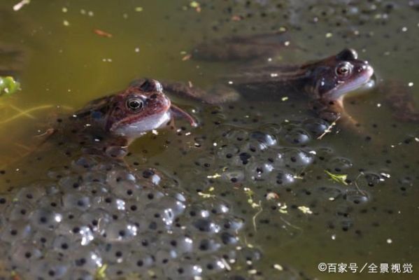 盐消多了对青蛙蝌蚪有没有影响？-赤潮新手阵容
