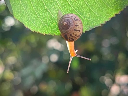 什么是蜗牛手机号？-蜗牛最新手机官网