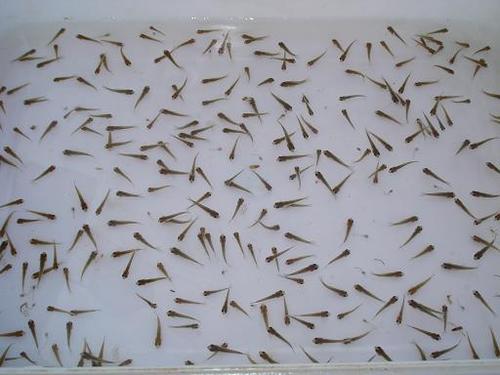 把锦鲤从鱼苗养成20cm要多少天？-西普大陆新手装过成长之塔