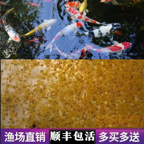 把锦鲤从鱼苗养成20cm要多少天？-西普大陆新手装过成长之塔