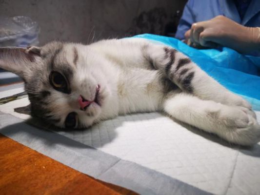 畜牧兽医站怎么样，可以给公猫绝育么？-领地人生 新手村如何练畜牧