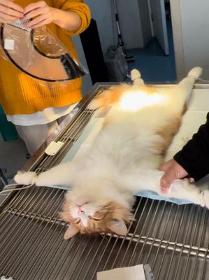 畜牧兽医站怎么样，可以给公猫绝育么？-领地人生 新手村如何练畜牧