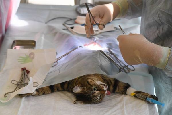 畜牧兽医站怎么样，可以给公猫绝育么？-领地人生 新手村如何练畜牧