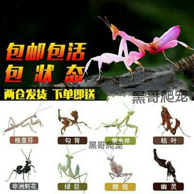 新手应该怎么养螳螂？-新手螳螂技巧