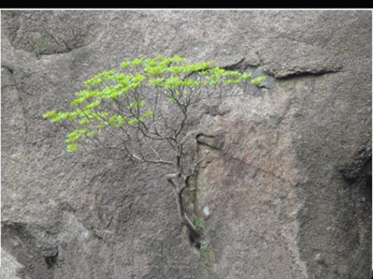 绝地逢生的植物？-绝地逢生新手攻略