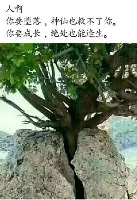 绝地逢生的植物？-绝地逢生新手攻略
