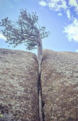 绝地逢生的植物？-绝地逢生新手攻略
